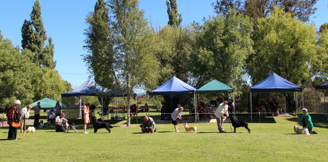 Armidale & Uralla All Breeds Kennel Club Shows Events Visit Armidale